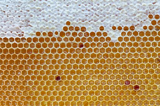 HONEYCOMB